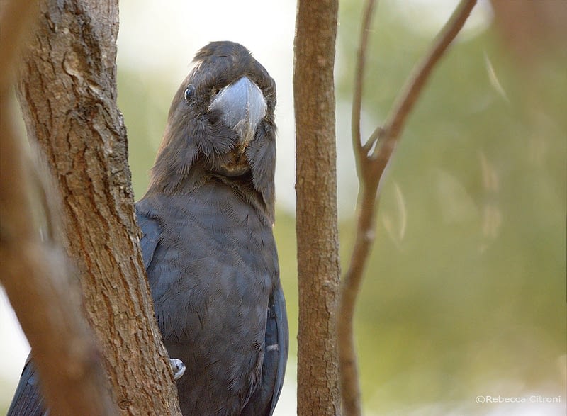 Glossy black cockatoo male