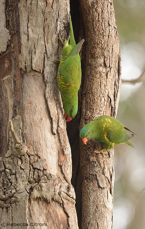 Scaly-breasted lorikeets