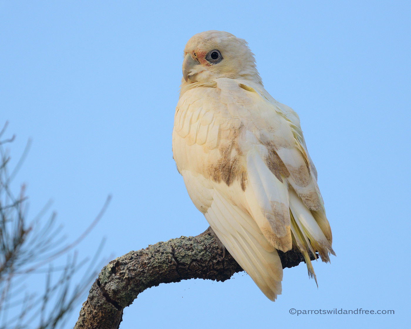 Little Corella with possible PBFD psittacine beak and feather disease