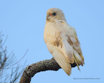 Little Corella with PBFD psittacine beak and feather disease